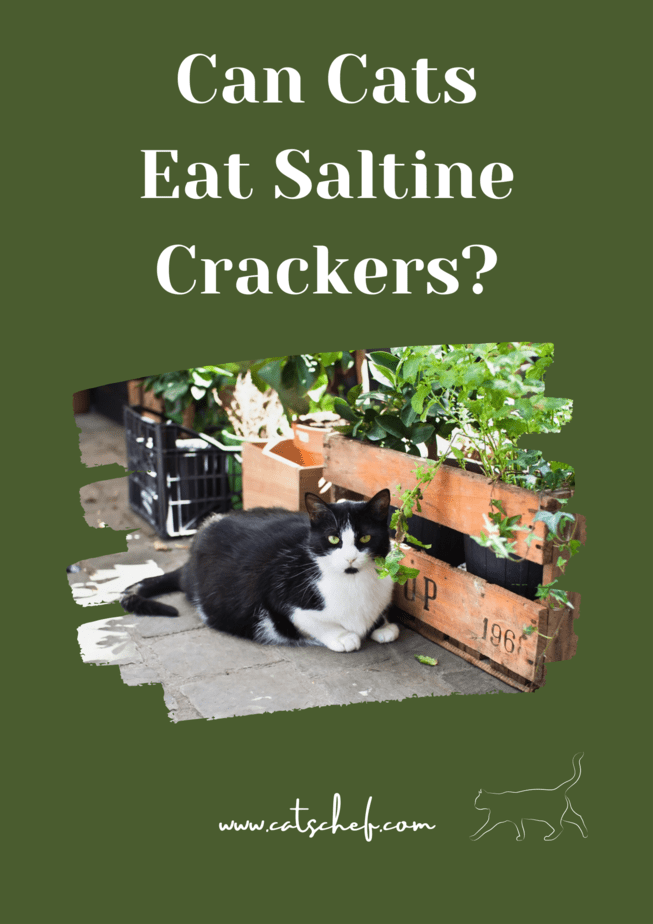 Can Cats Eat Saltine Crackers?
