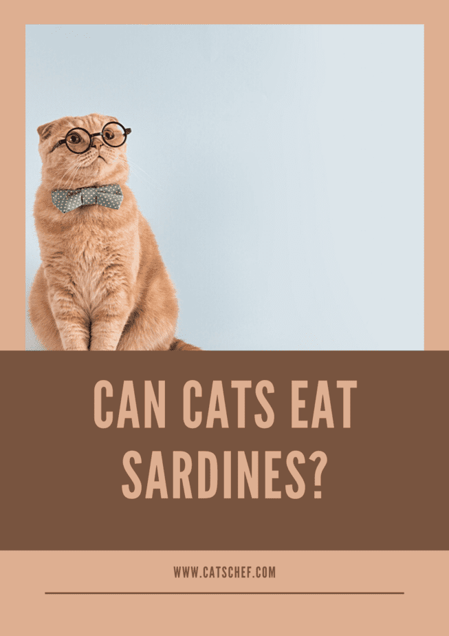 Can Cats Eat Sardines?
