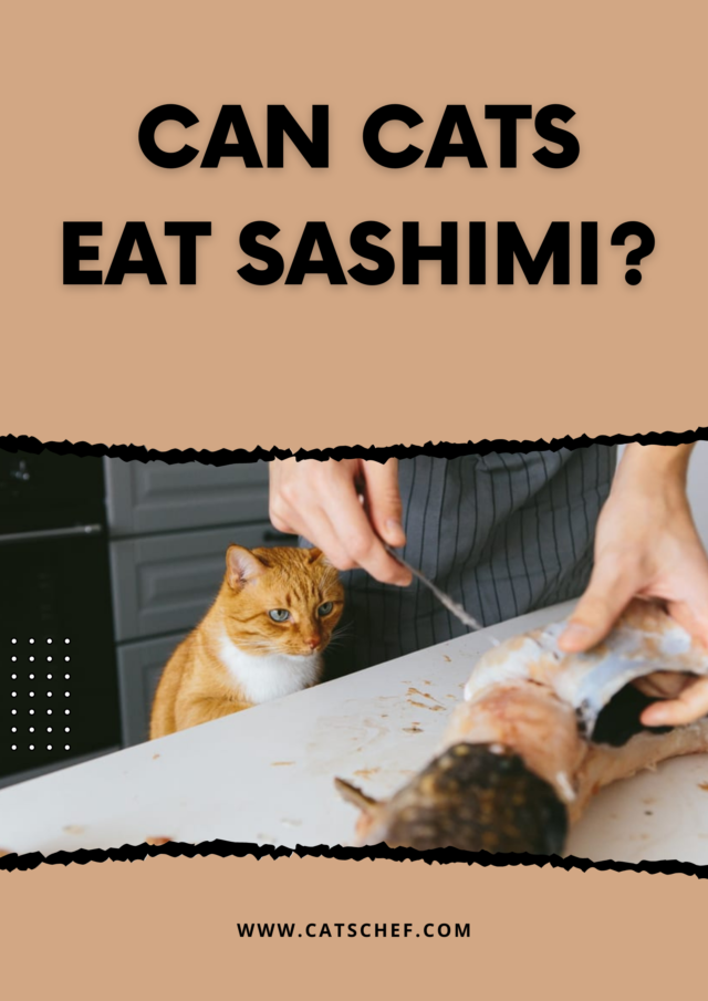 Can Cats Eat Sashimi? Does It Make Their Lives Dreamy?