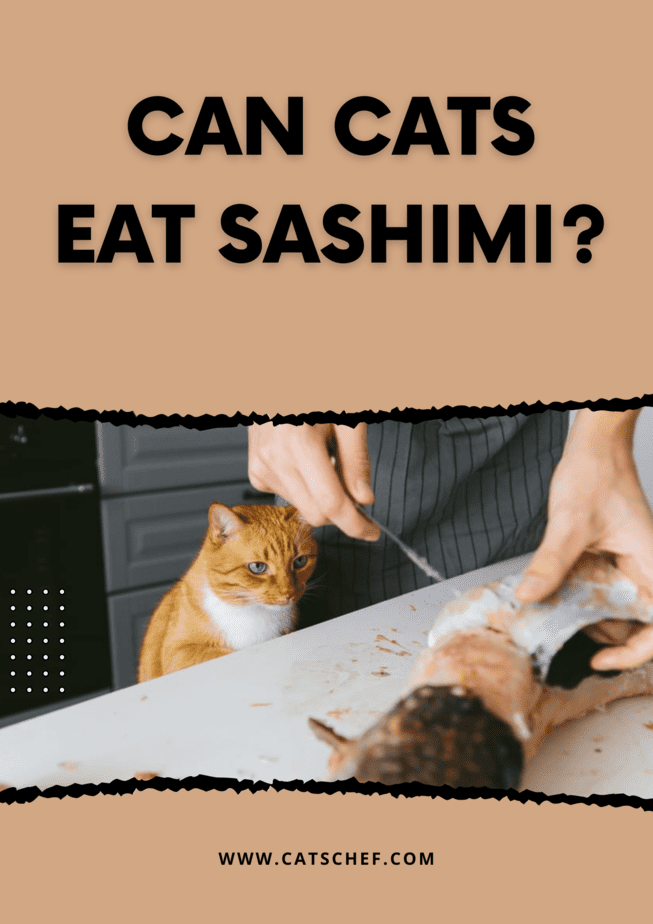 Can Cats Eat Sashimi?