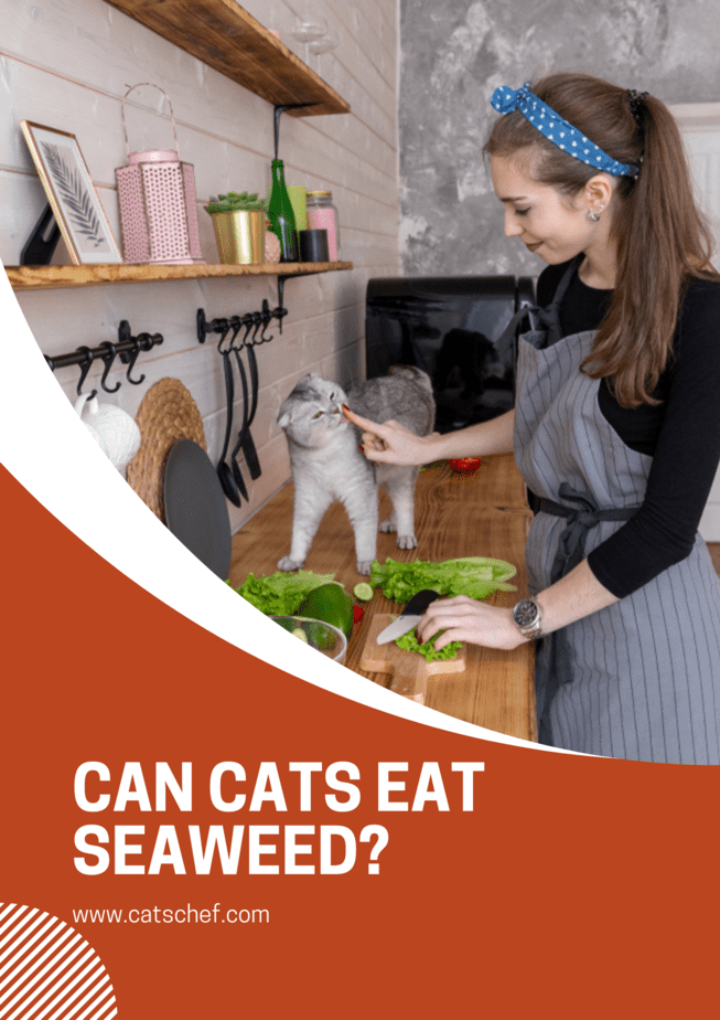 Can Cats Eat Seaweed?