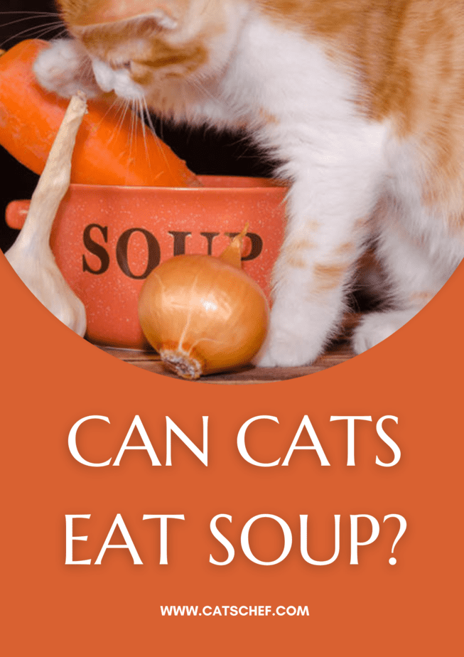 Can Cats Eat Soup?