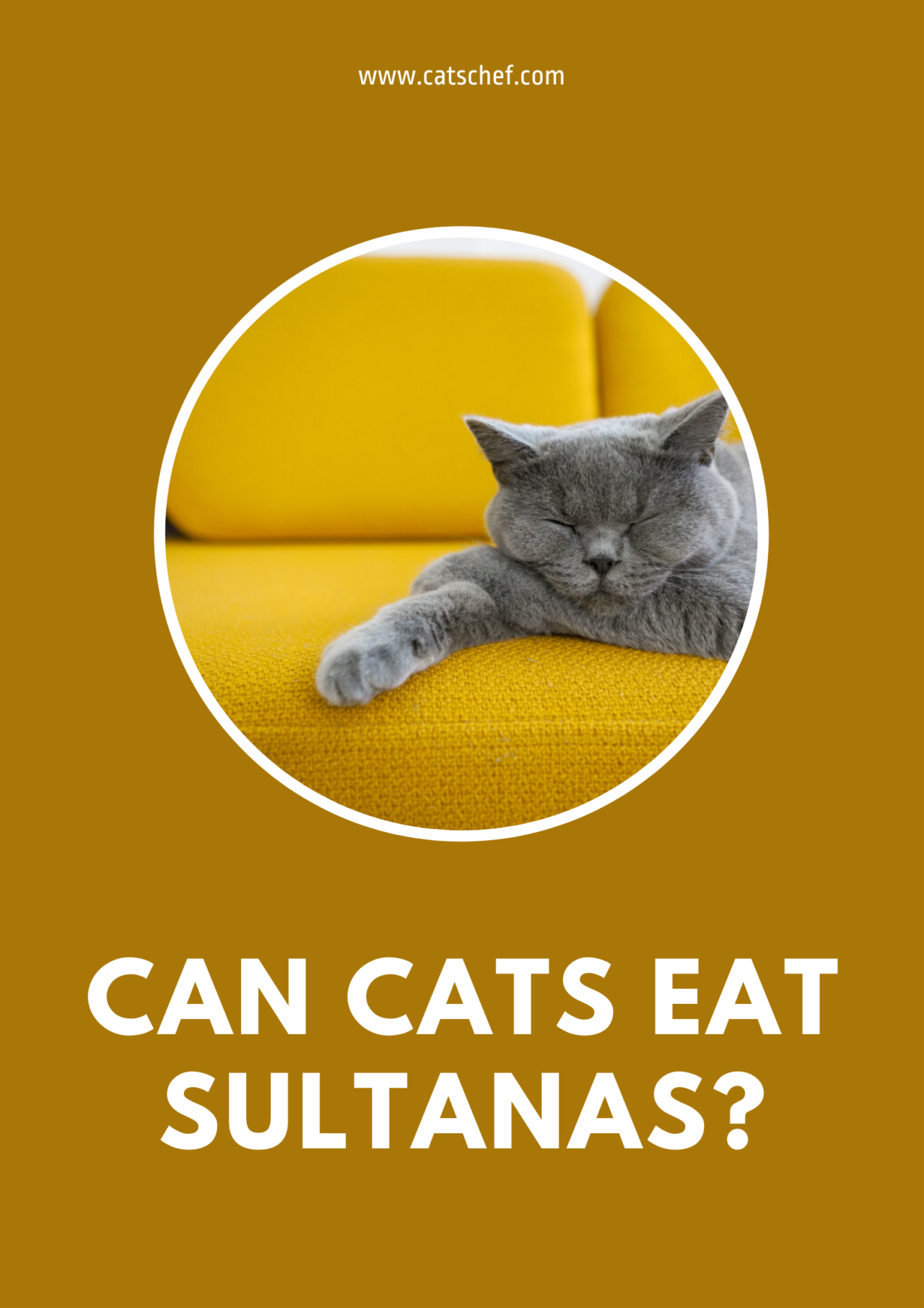 Can Cats Eat Sultanas? Are There Any Risks?