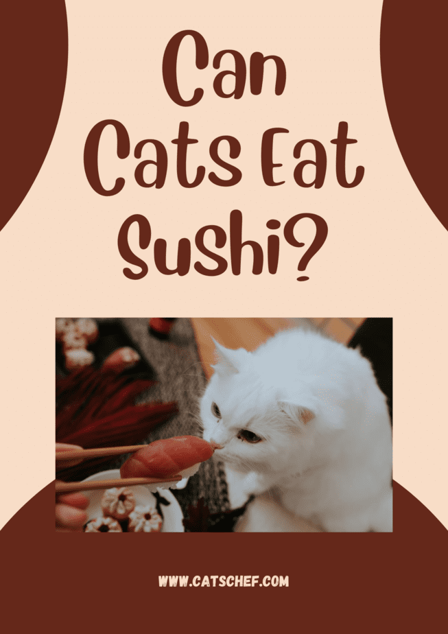 Can Cats Eat Sushi?