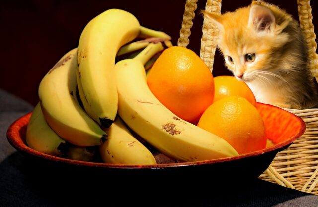 Can Cats Eat Tangerines