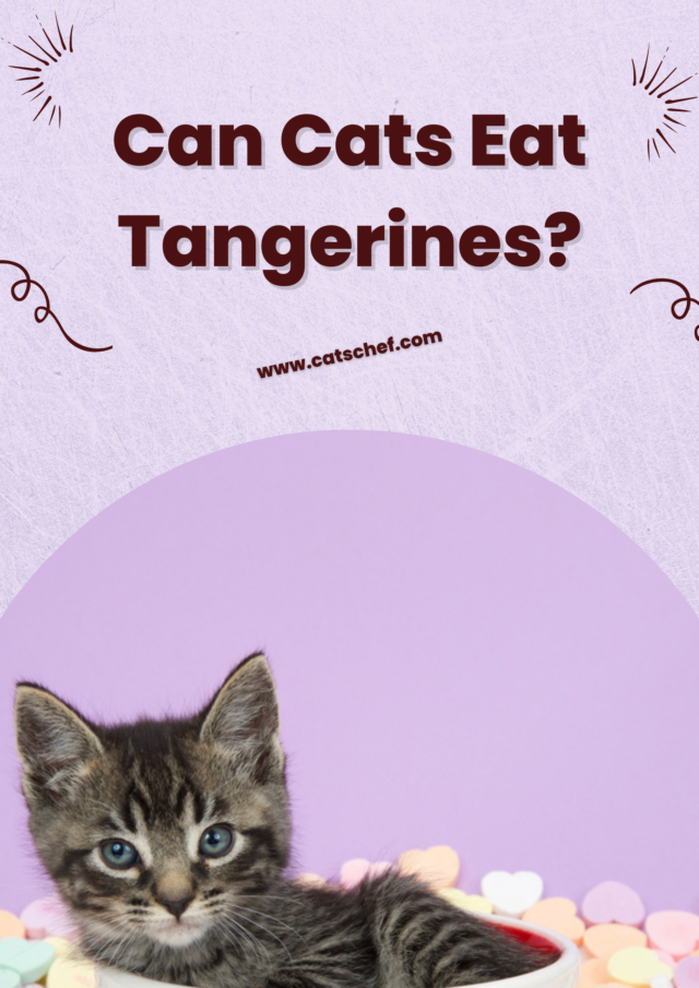 Can Cats Eat Tangerines? Should They Avoid Them By All Means?