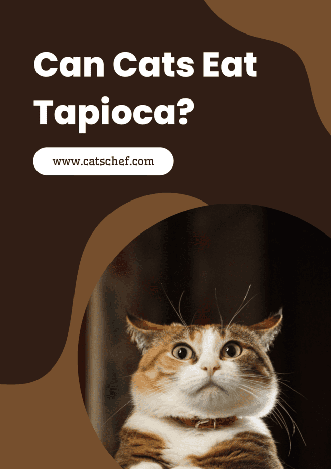 Can Cats Eat Tapioca?