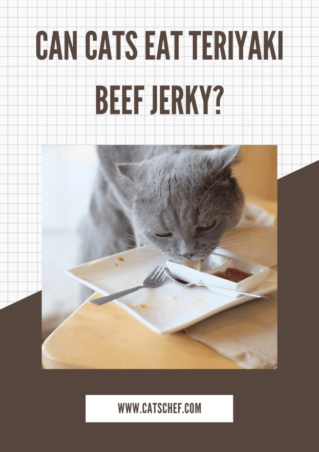 Kediler Teriyaki Beef Jerky Yiyebilir mi?