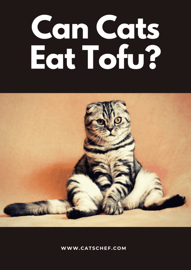 Can Cats Eat Tofu?