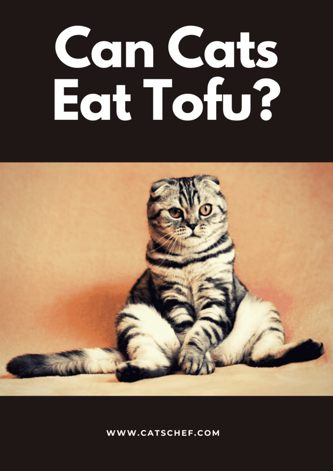 can dogs and cats eat tofu