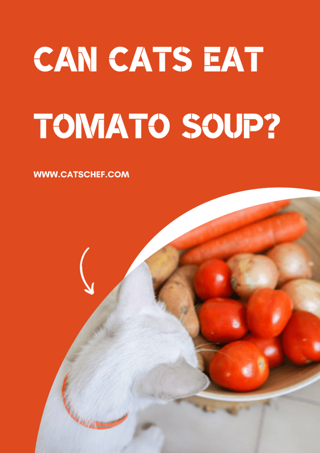 Can Cats Eat Tomato Soup?