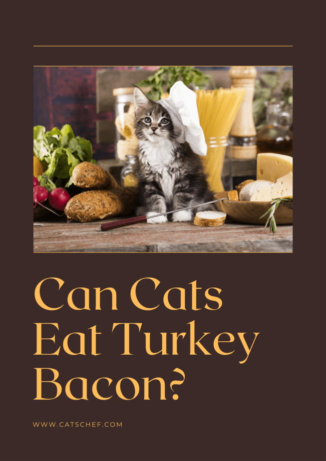 Kediler Hindi Pastırması Yiyebilir mi?
