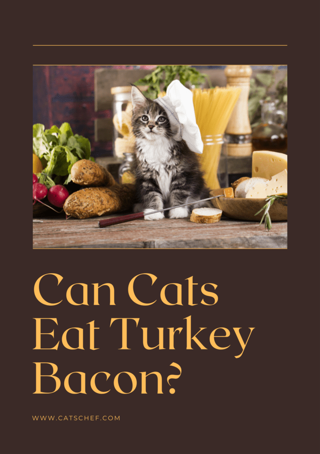 Can Cats Eat Turkey Bacon?