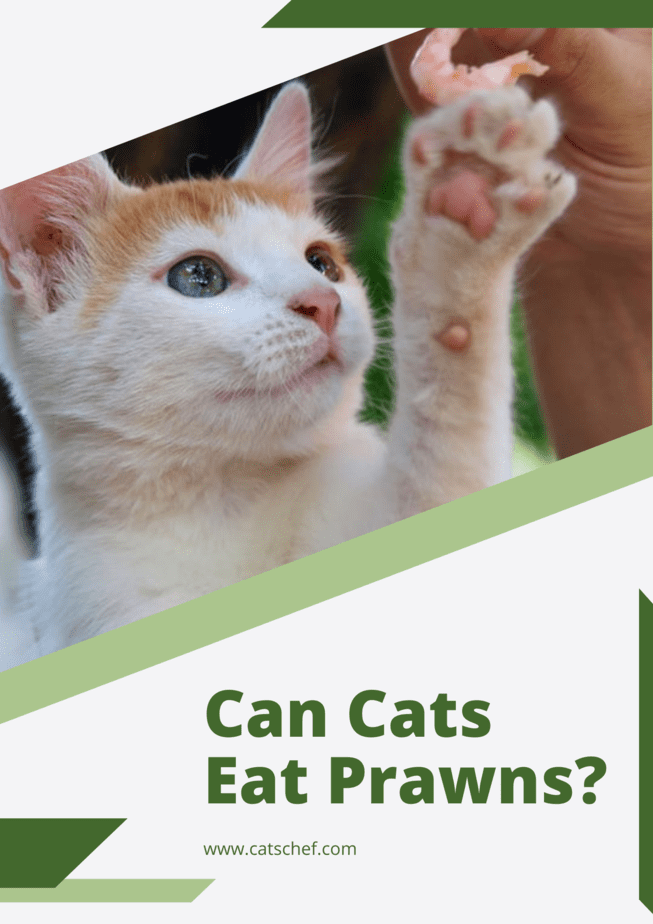 Kediler Karides Yiyebilir mi?