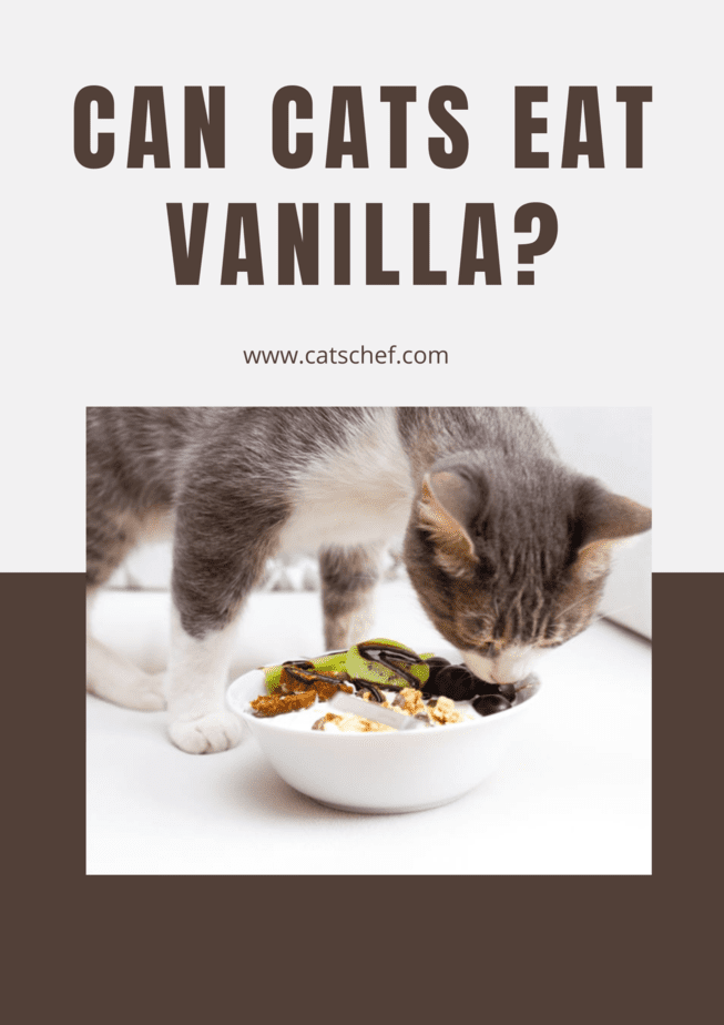 Can Cats Eat Vanilla?