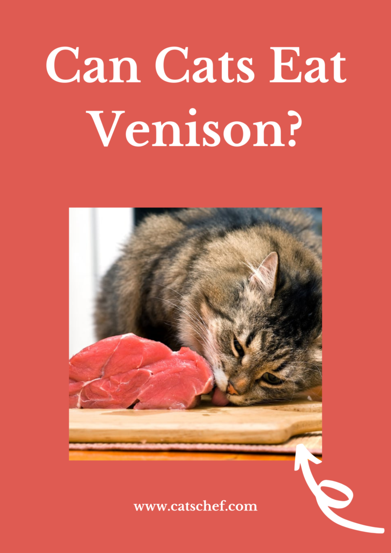 Can Cats Eat Venison? Deer To Be Different?