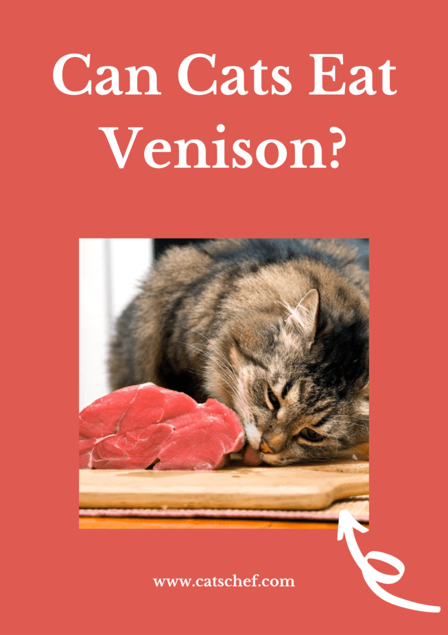 Can Cats Eat Venison?