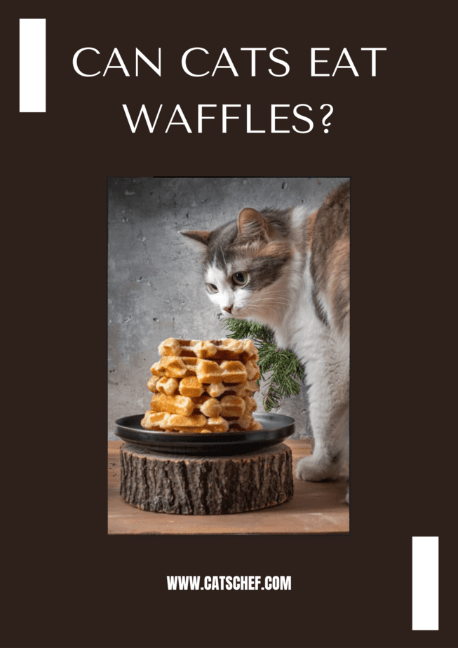 Kediler Waffle Yiyebilir mi?