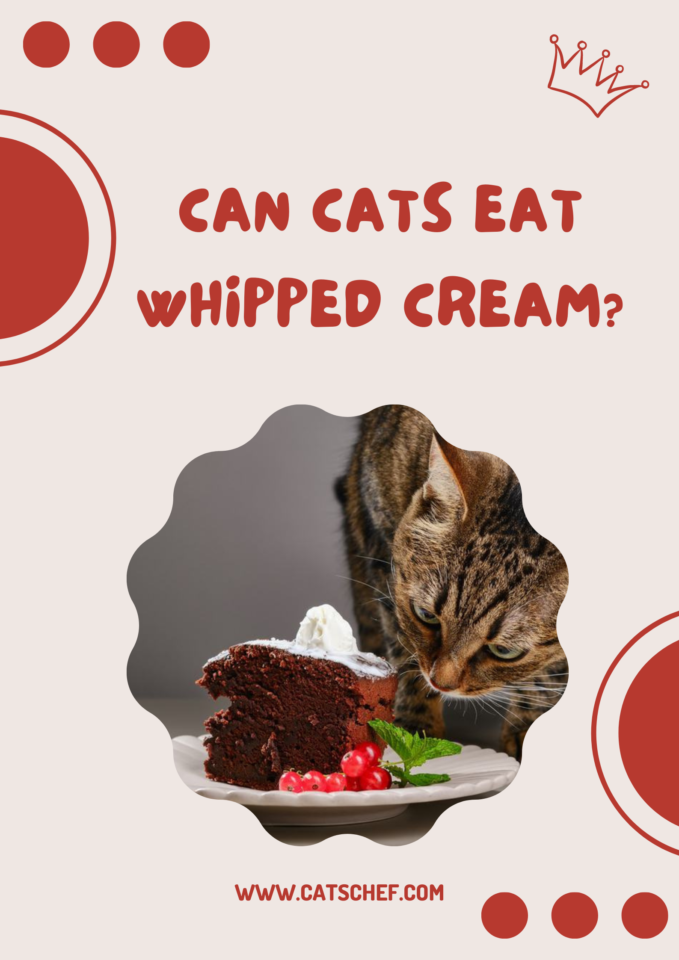 Can Cats Eat Whipped Cream? Is This Cats' Dream?