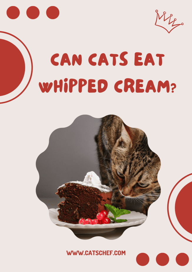 Kediler Krem Şanti Yiyebilir mi?