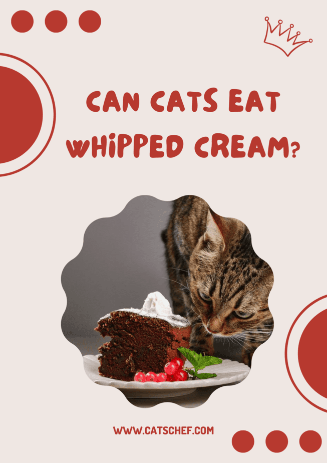 Can Cats Eat Whipped Cream?