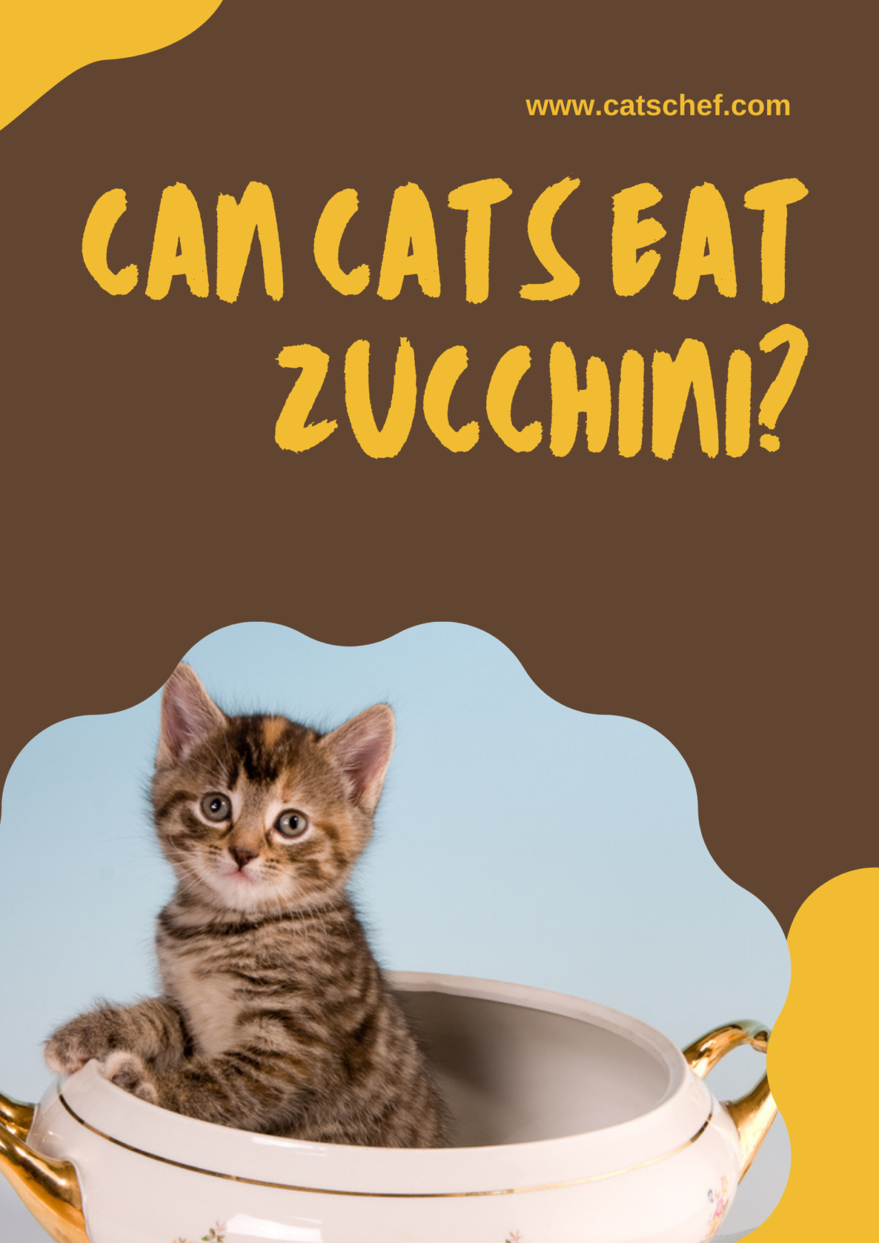 Can Cats Eat Zucchini? Is This Veggie A Good Choice For My Feline?