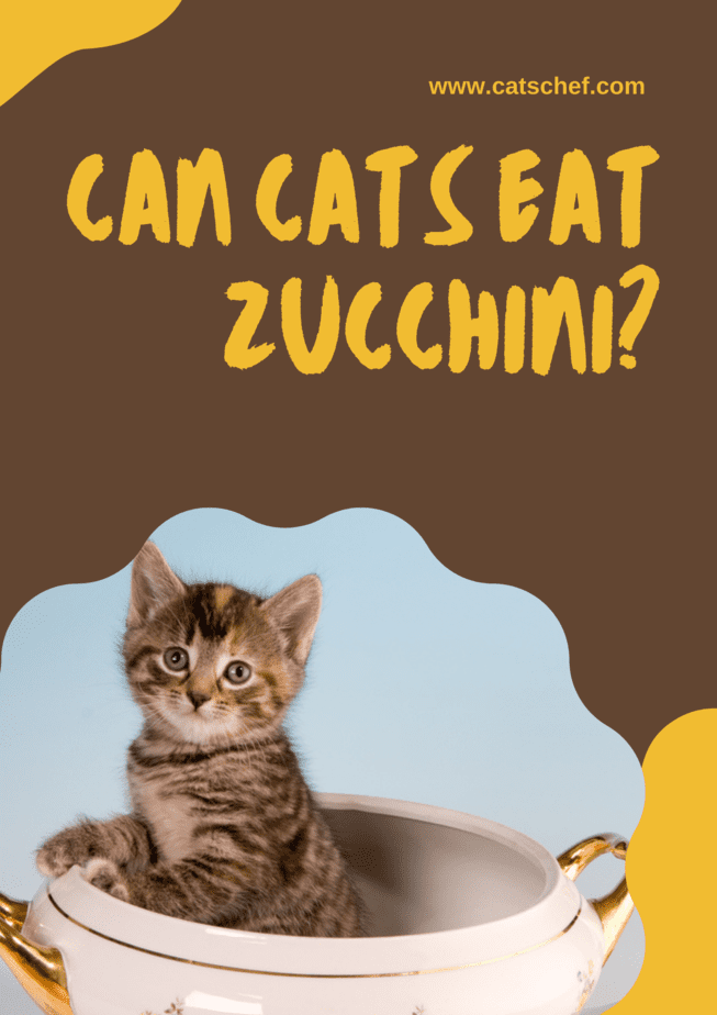 Can Cats Eat Zucchini?