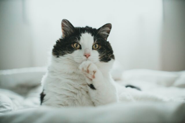 Can cats eat BBQ sauce?