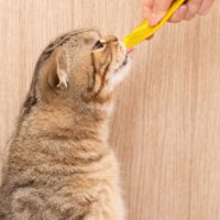 Can cats eat applesauce?