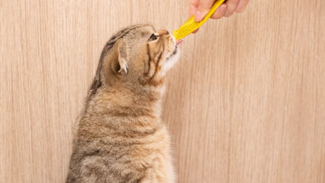 Can cats eat applesauce?