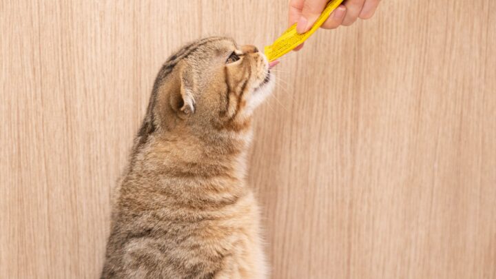 Can Cats Eat Applesauce? 3 Risks You Need To Know About