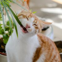 Can cats eat arugula