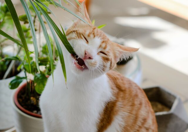 Can cats eat arugula