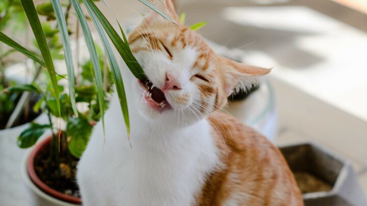 Can Cats Eat Arugula? Not Your Regular Snack, But…
