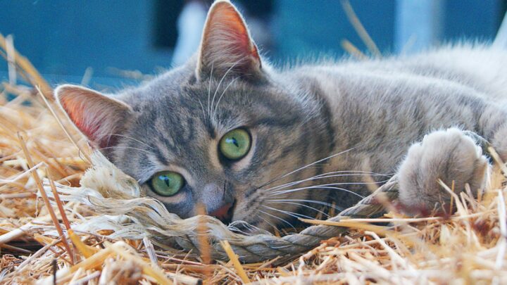 Kediler Fasulye Filizi Yiyebilir mi? Seçici Yiyeniniz İçin Mükemmel Yeşillikler