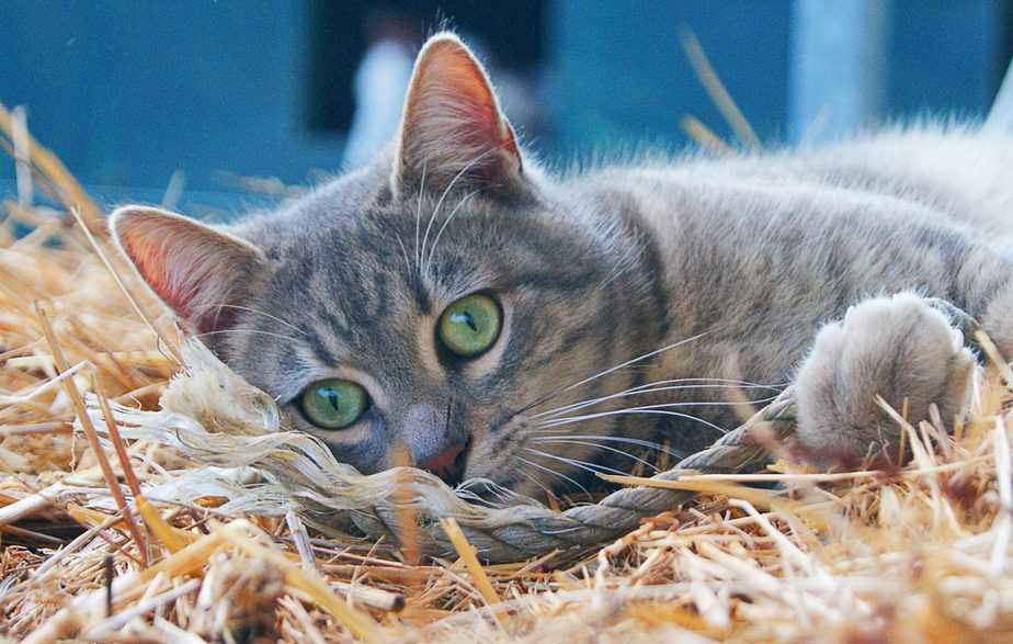 Can cats eat bean sprouts?