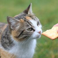 Kediler kraker yiyebilir mi?