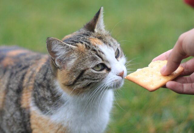 Can cats eat crackers?