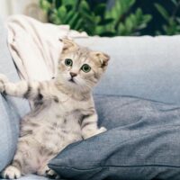 Kediler durian yiyebilir mi?