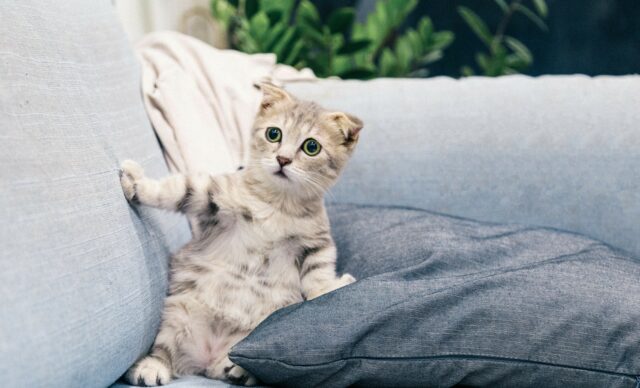 Can cats eat durian?