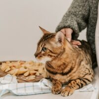 Kediler un yiyebilir mi?