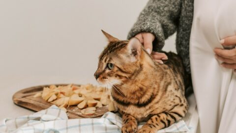 Can cats eat flour?