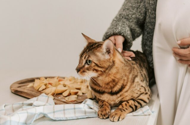 Can cats eat flour?