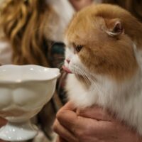 Kediler humus yiyebilir mi