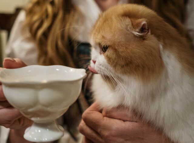 Can cats eat hummus