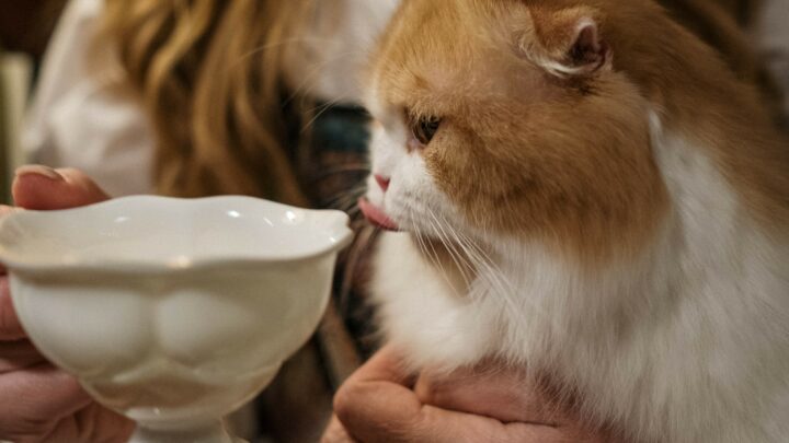 Kediler Humus Yiyebilir mi? Bilmeniz Gereken Her Şey!