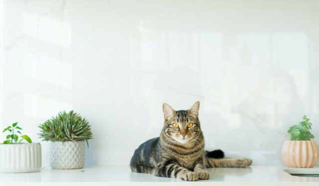 Can cats eat jackfruit?