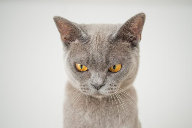 Can cats eat jalapenos?