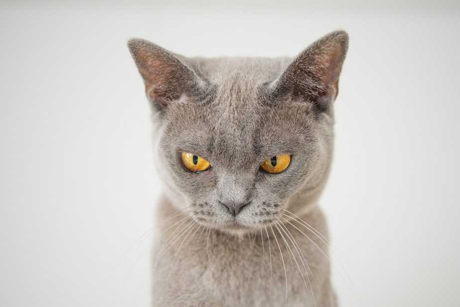 Can cats eat jalapenos?