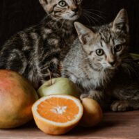 Can cats eat mango?